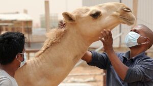 MERS Virus Camel Flu